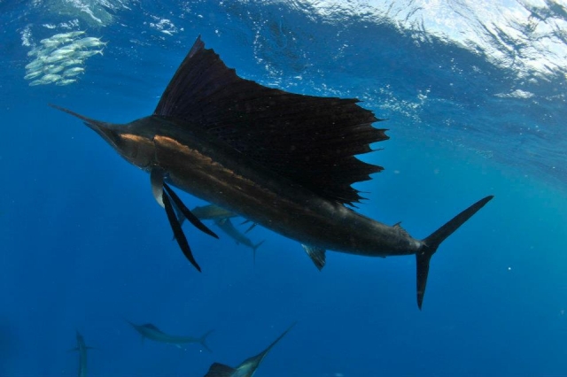  Sailfish